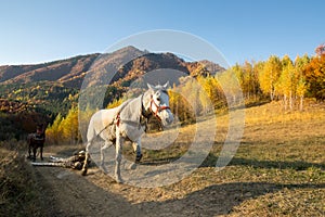 Rural scene in autumn colors.