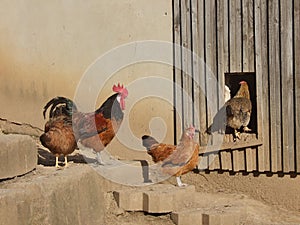 Rural Scene - - Hens - Henhouse photo