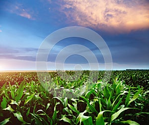 Rural scene with colored clouds