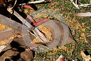 Rural scene with corn seeds