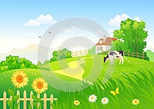 Rural scene with a cow photo