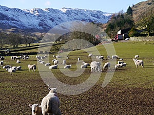 Rural scene featuring sheep in the Lake District