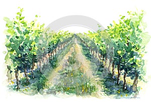 Rural Scene Fragment of Vineyard Watercolor Sketch