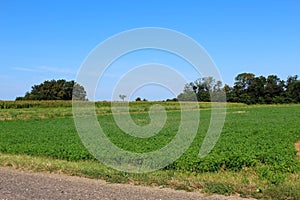 Rural scene of a green cultivated field in the countryside