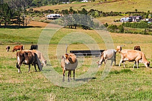 Rural scene. Green hills and herd of cows