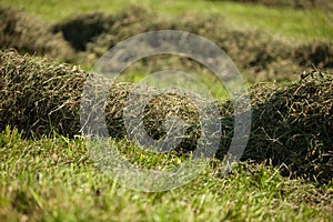 Rural scene during hay harvest in Villnoess in Dolomites photo