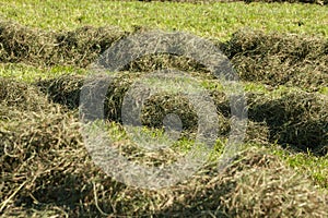 Rural scene during hay harvest in Villnoess in Dolomites