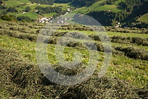 Rural scene during hay harvest in Villnoess in Dolomites