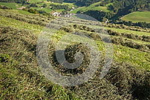 Rural scene during hay harvest in Villnoess in Dolomites