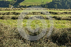 Rural scene during hay harvest in Villnoess in Dolomites
