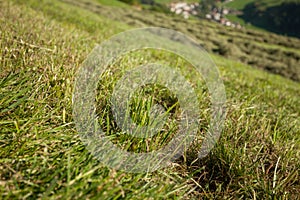 Rural scene during hay harvest in Villnoess in Dolomites photo