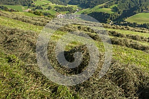 Rural scene during hay harvest in Villnoess in Dolomites photo