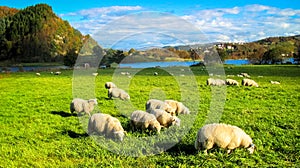 Ländlich Szene herde aus schaf Essen gras auf der Wiese im herbst 