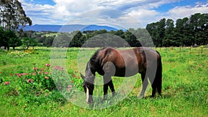 Rural Scene with A Horse Grazing Grass on A Meadow in Springtime