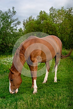 Rural Scene with A Horse Grazing Grass on A Meadow in Springtime