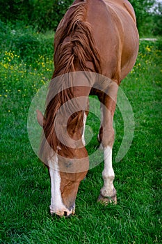 Rural Scene with A Horse Grazing Grass on A Meadow in Springtime