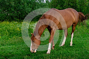 Rural Scene with A Horse Grazing Grass on A Meadow in Springtime