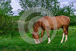 Rural Scene with A Horse Grazing Grass on A Meadow in Springtime