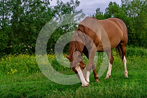 Rural Scene with A Horse Grazing Grass on A Meadow in Springtime