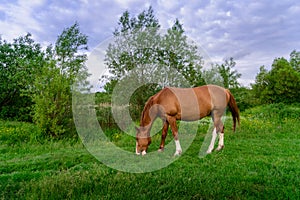 Rural Scene with A Horse Grazing Grass on A Meadow in Springtime