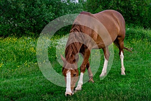 Rural Scene with A Horse Grazing Grass on A Meadow in Springtime