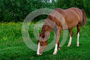 Rural Scene with A Horse Grazing Grass on A Meadow in Springtime