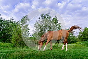 Rural Scene with A Horse Grazing Grass on A Meadow in Springtime