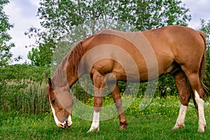 Rural Scene with A Horse Grazing Grass on A Meadow in Springtime
