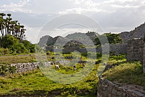 Rural Scene in India