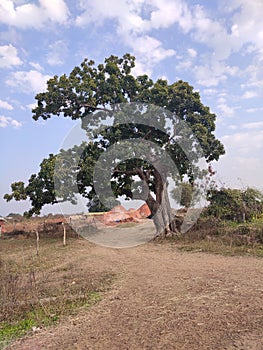 Rural scene of india