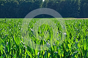 Rural scene of a lush green field of tall grass and a dense forest in the background