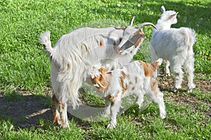 Rural scene with mother goat