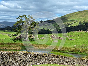 A rural scene near Staveley, with a small tarn, a dry stone wall, and an isolated tree