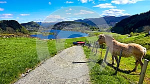 Rural Scene with A Pony Standing on A Meadow by The Road in Springtime