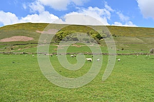 Rural scene of sheep in field backed by mountain