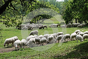 Rural scene- sheeps on meadow