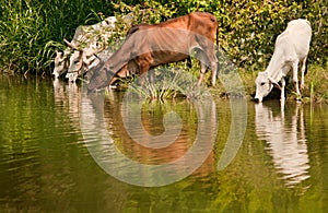 Rural scene showing cattle drinking water from a lake