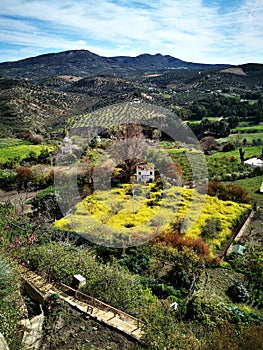 Rural scene with spring grass and olive fields