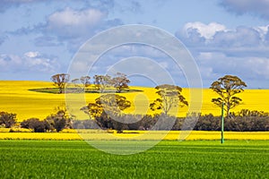 Rural scene of a stunning open field with a blend of vivid yellow trees in Western Australia