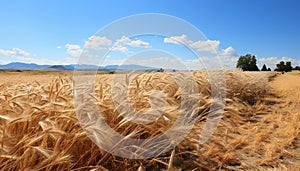 Rural scene summer farm landscape, blue sky, yellow wheat meadow generated by AI