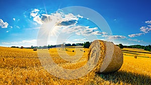 Rural scene in summertime