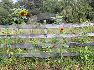 Rural Scene with Sunflowers and Zinnias