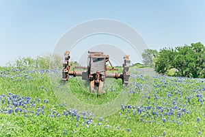 Rural scene in Texas with old tractor and Bluebonnet blossom in springtime