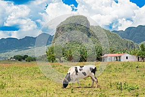 Rural scene at the Vinales Valley in Cuba