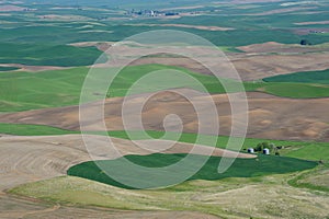 Rural scene of wheat field