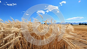 Rural scene wheat meadow, yellow growth, blue sky, vibrant nature generated by AI