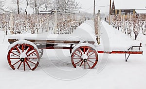 Rural Scene In Winter, Cow Carriage In Vineyard