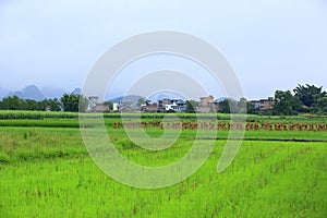 Rural scene in yangshuo