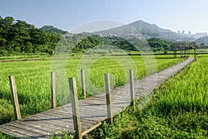 Rural scenery