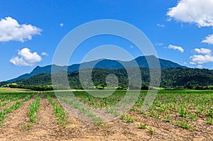 Rural scenery, Atherton Tablelands, Australia photo